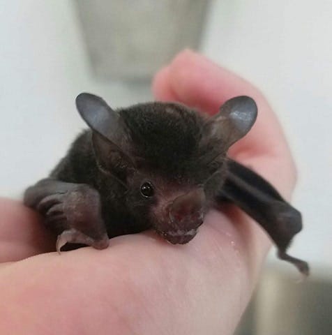 The Baby Bat Who's Teaching People How Cute and Important Bats Really Are |  by Jessica Scott-Reid | Tenderly
