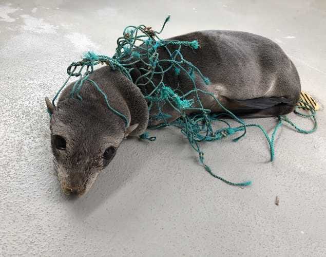 A trapped seal. Source- https://www.marinemammalcenter.org/publications/sos-save-our-seals