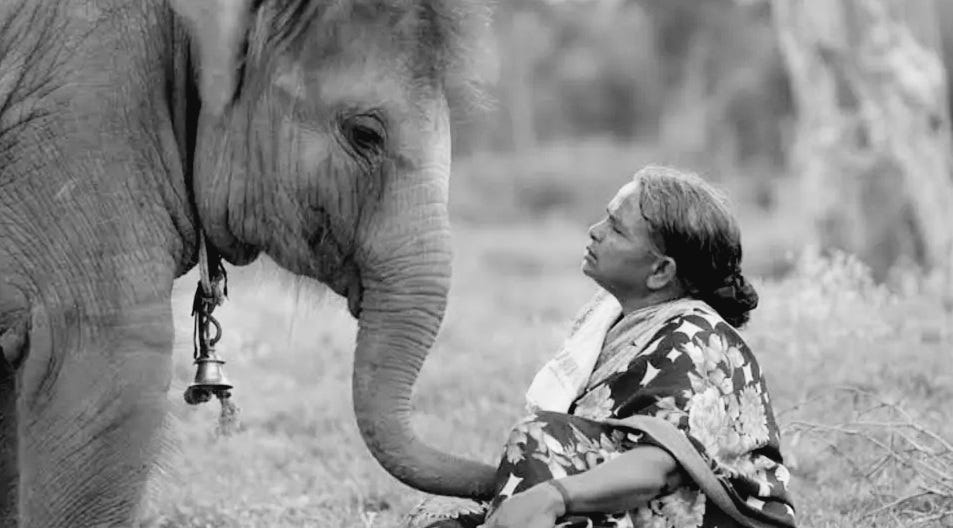 Elephant Whisperers  Film: Merawat adalah Memperpanjang Kehidupan