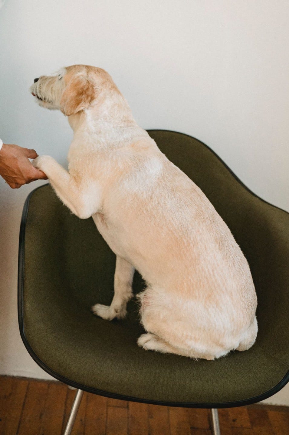 How to Properly Crate Train Your Puppy in Just 3 Days? by Usman