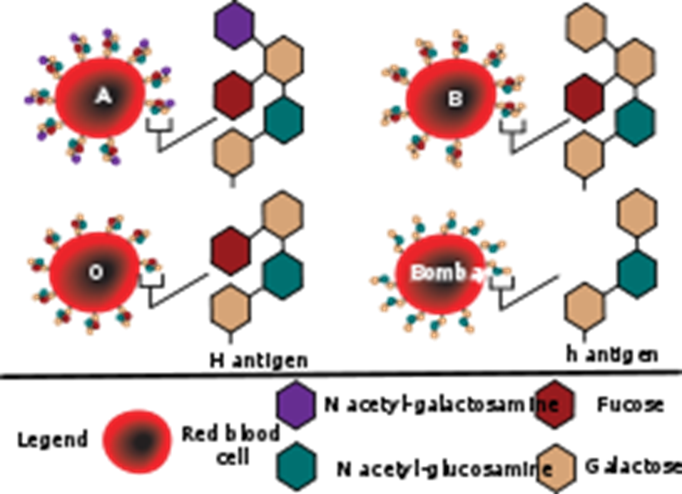 bombay-blood-group-also-called-hh-blood-group-by-purva-pantshree