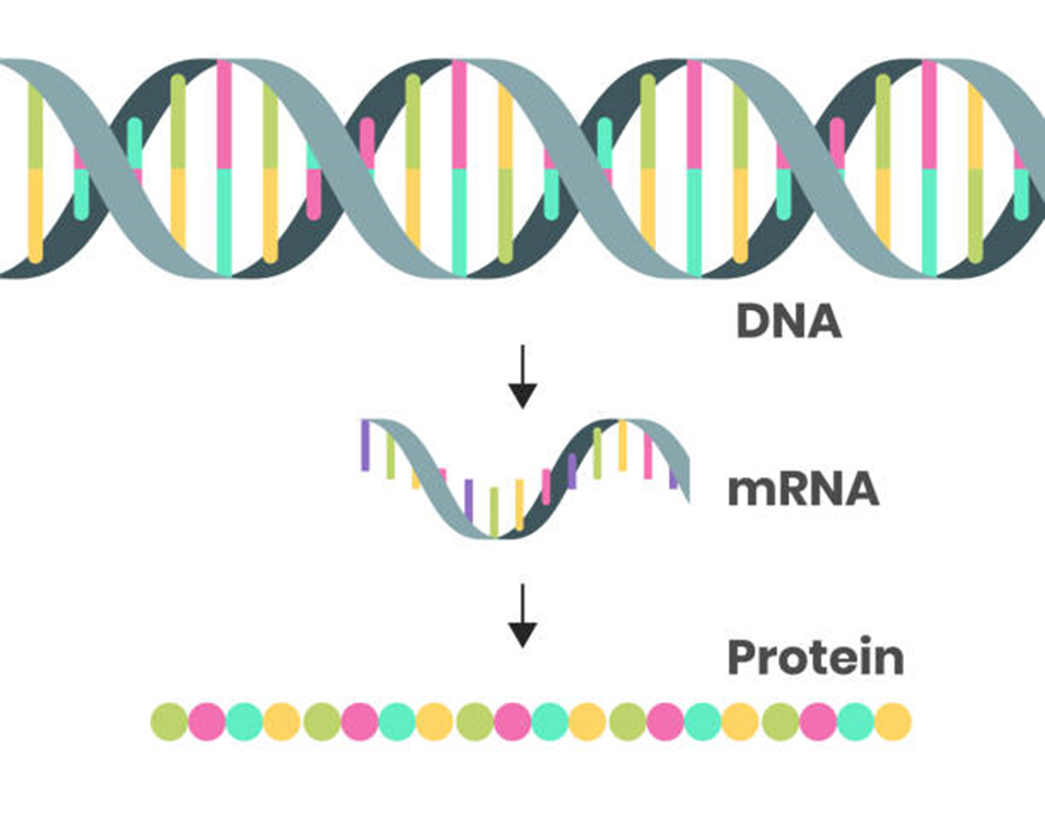 Decoding the Blueprint: AI’s Role in Gene Coding Identification