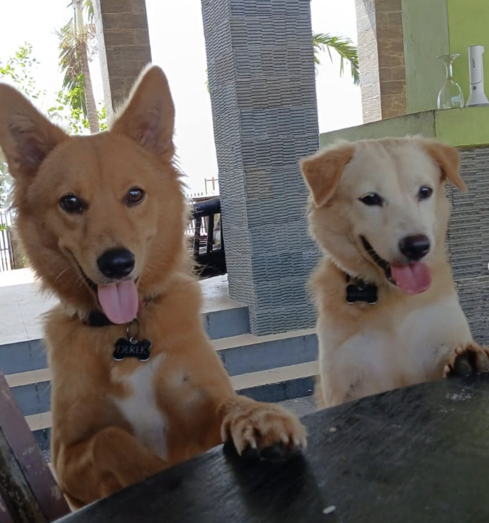 These are just two of the thousands of dogs Rhonda Lepsch has saved from a cruel death: Meredith and Derek