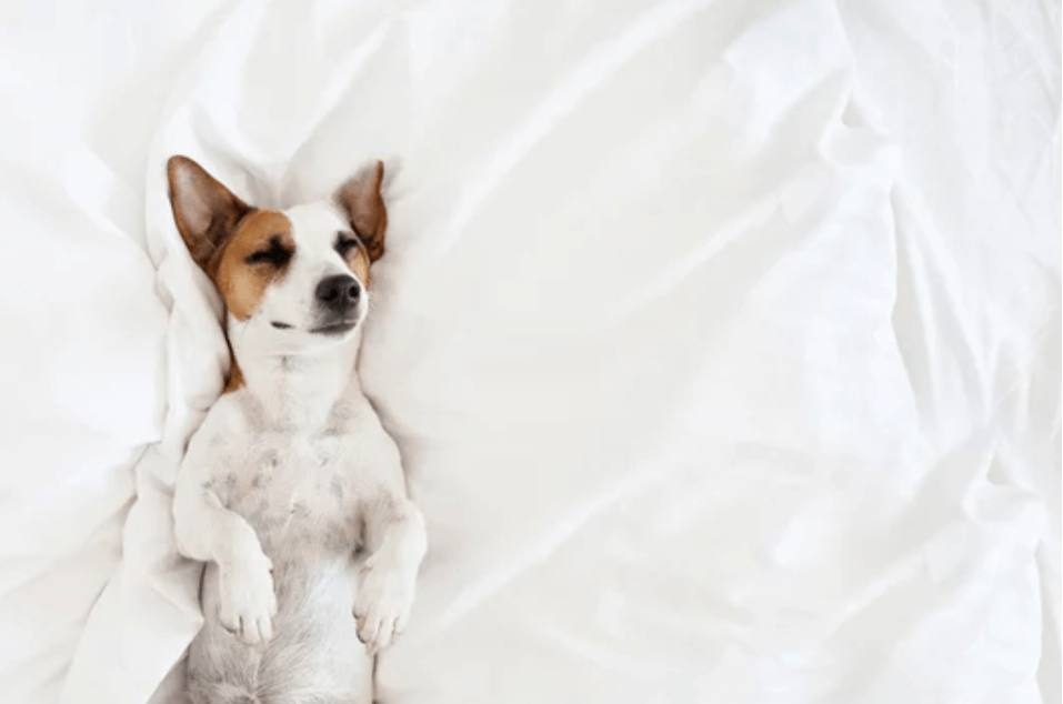 What To Do If Your Dog Sleeps Under Your Bed? by social vinod Medium