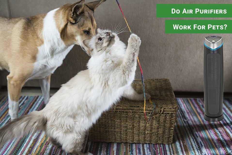 DO AIR PURIFIER WORK FOR PETS (DOGS AND CATS)? by Airpurifiernow Medium