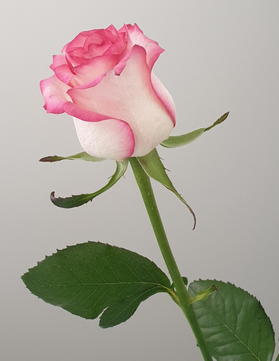 What Does a Rose Mean to You? Bonnie L. Boucek Medium