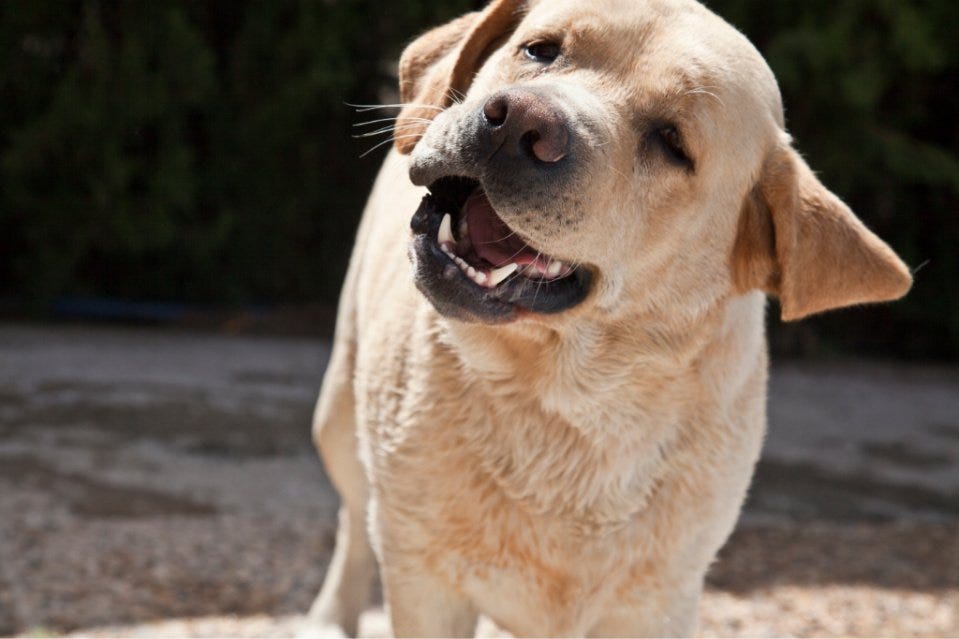 “WHY DOESN’T MY LABRADOR BARK?” — TIPS ON WHAT TO DO by lovelabworld