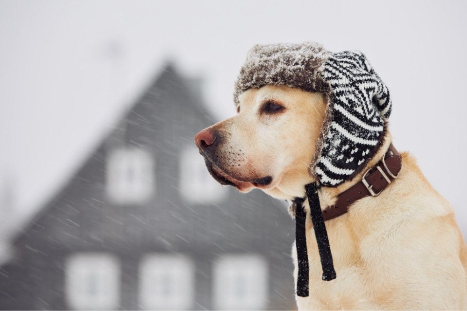 DO LABRADOR RETRIEVERS GET COLD EASILY? by lovelabworld Medium