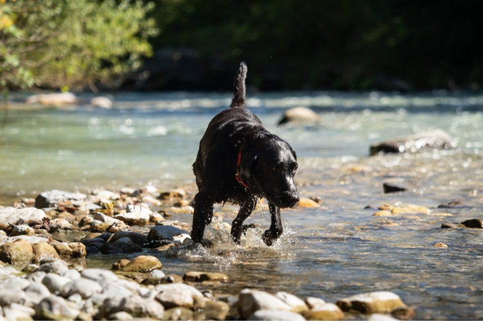 WHY DO LABS LIKE THE WATER SO MUCH? by lovelabworld Medium
