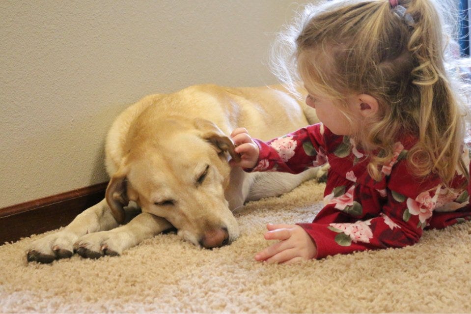 HOW TO CLEAN LABRADOR EARS ESSENTIAL THINGS TO KNOW by lovelabworld