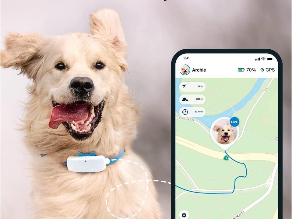 Unleash Freedom The Top GPS Trackers for Dogs in 2023 by Laura