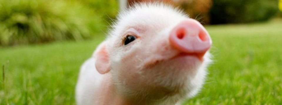 What if I get a pet pig. What if I get a little piggy as a pet