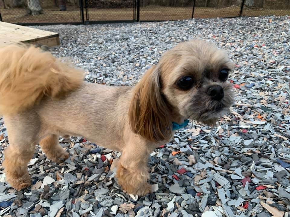 The Ultimate Guide on How to Build a Dog Agility Course by Jelly Bean