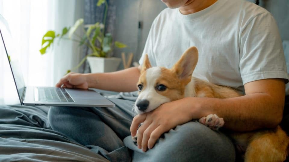 Top 50 Unique Non Human Dog Names Dingopetstore Medium top-50-unique-non-human-dog-names-dingopetstore-medium