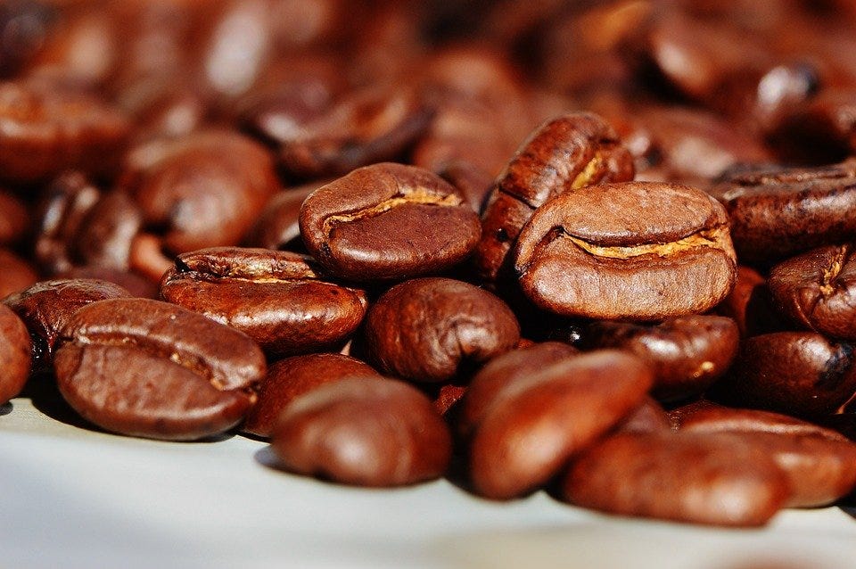 Will wild coffee go extinct from climate change? Botanists say we