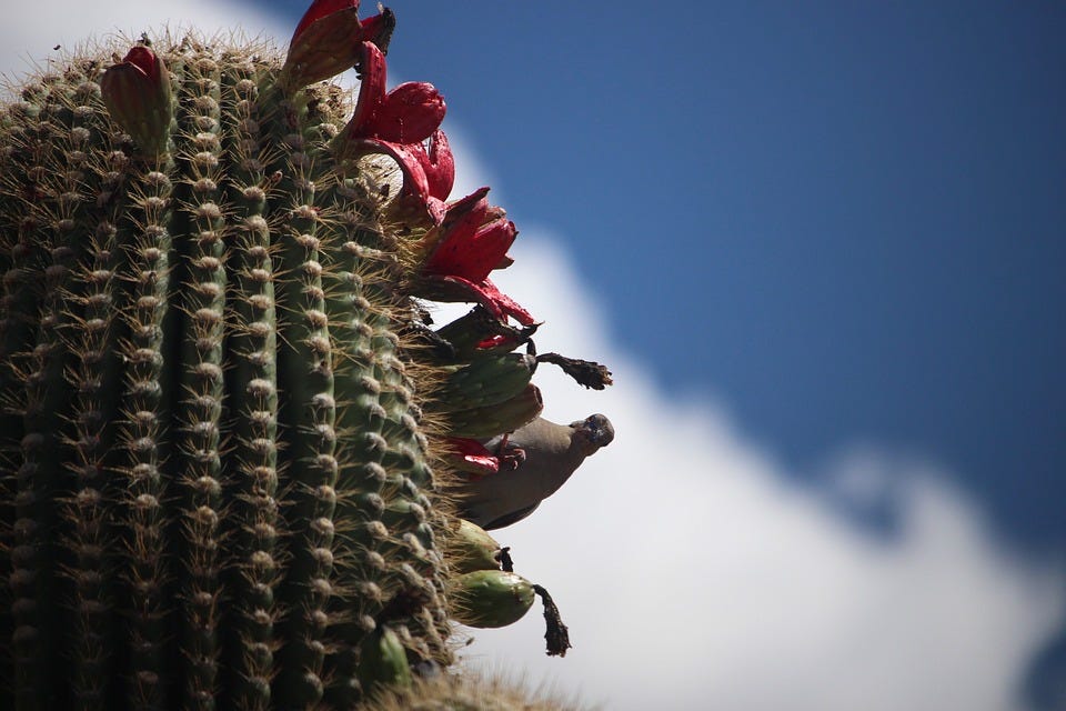 Kaktus Saguaro : Ikon Gurun dengan Segudang Manfaat