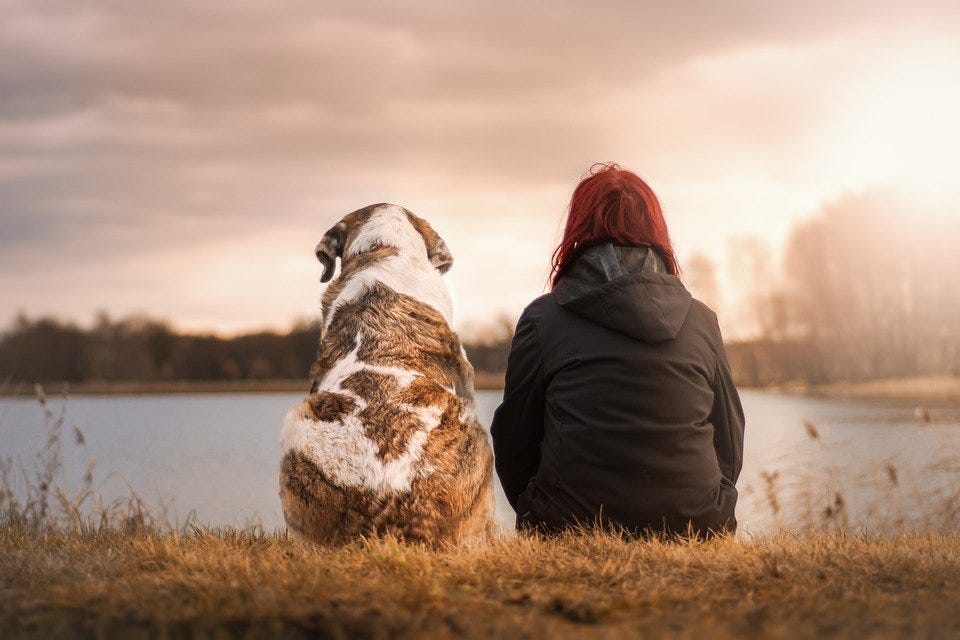 Pet or Companion Animal? The Difference and Why it Matters by Gunnar