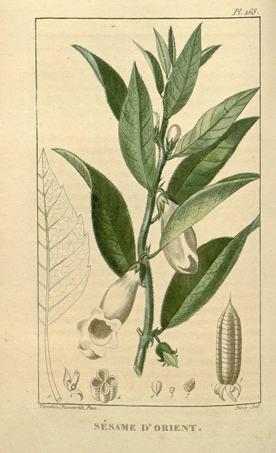Sesamum Indicum (Sesame) Plant Illustration Wikimedia Commons Image License