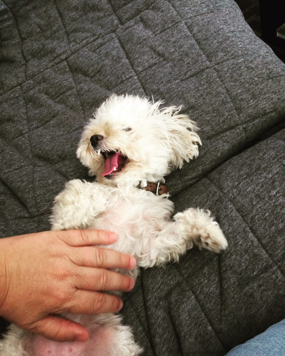 “How Can I Help My Dog With Diabetes Live Longer?” by Mry Contreras