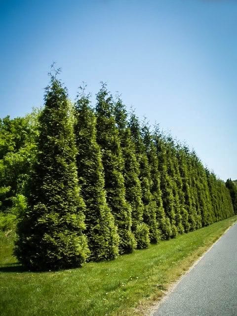 Thuja Green Giant Guide | by Michelle Pullman | Medium