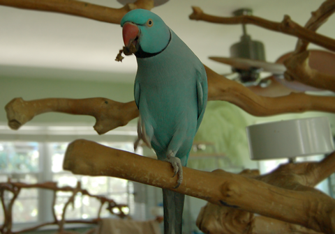 How to Catch an Escaped Pet Bird: Expert Tips That Work Fast
