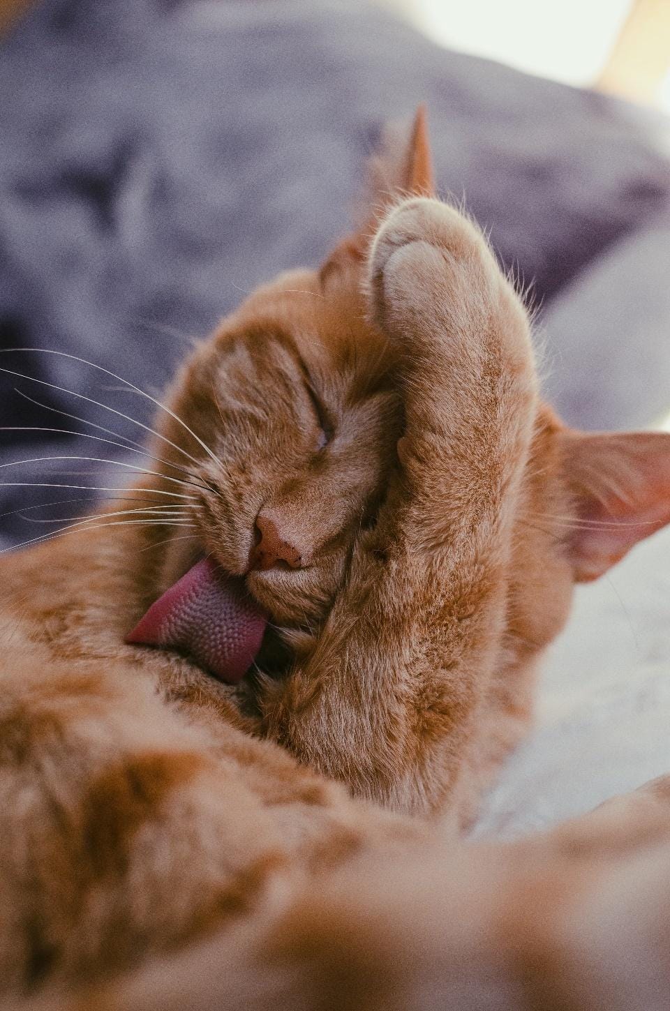 WHY DO CAT HICCUPS HAPPEN. Have you ever witnessed your cat… | by My