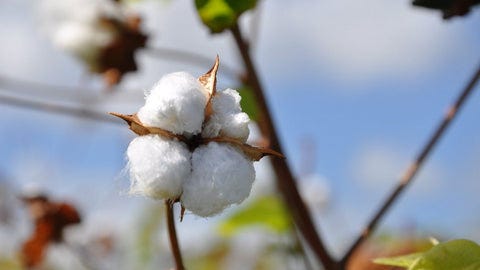 The Best Cotton in the World