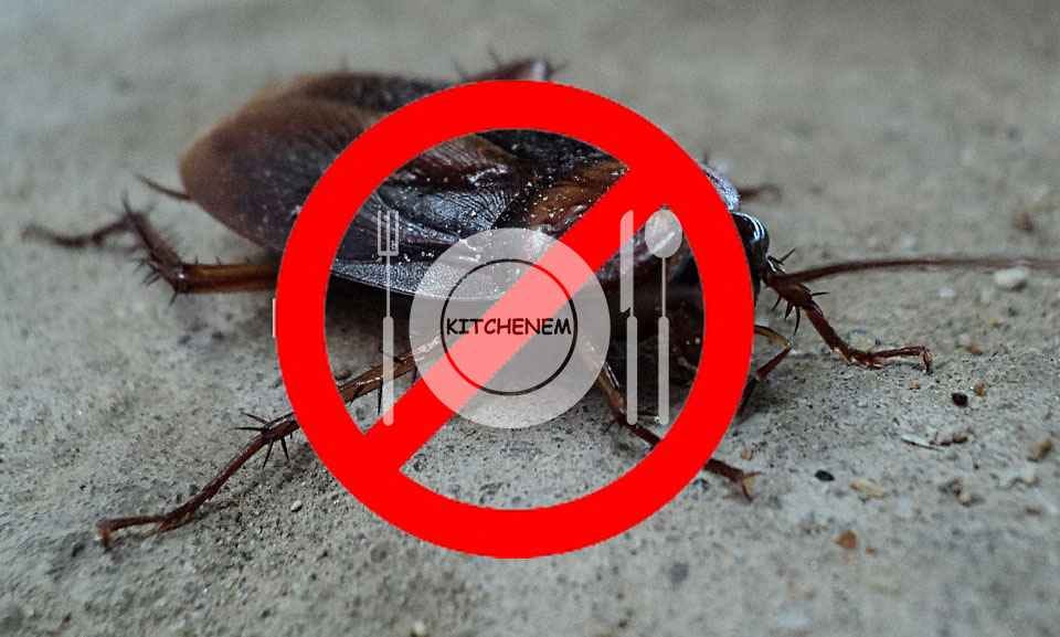 How to Get Rid of Cockroaches in Kitchen Trends in NYC in 2018 | by