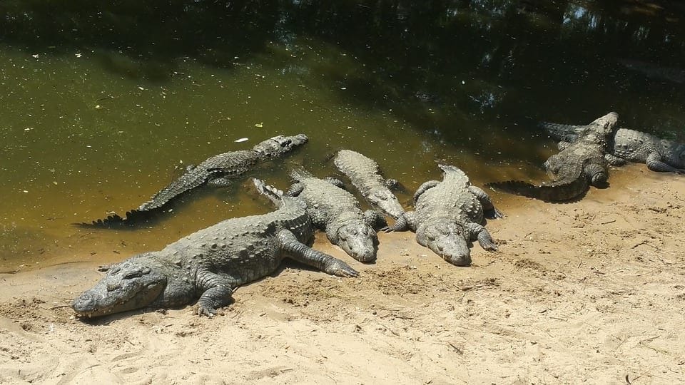 The Most Dangerous Crocodile Infested Rivers In The World by