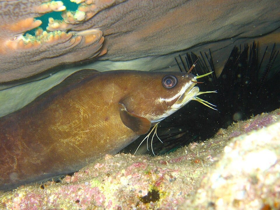 Random Animal of The Day