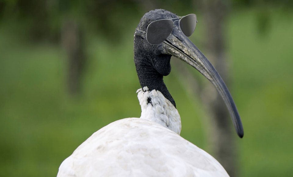 The Secret Life of the Sydney Bin Chicken by Thomas Yip Medium