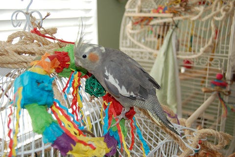 Do All Cockatiels Play With Toys: Surprising Truths Revealed