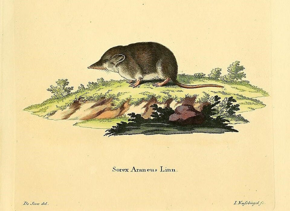 Die Säugthiere in Abbildungen nach der Natur, mit Beschreibungen, 1774. Plate CLX. Johann Christian Daniel Schreber, 1739–1810; Georg August Goldfuss, 1782–1848; Andreas Johann Wagner, 1797–1861