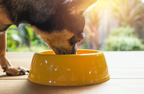 What Age Chihuahua Eating Adult Dog Food: Expert Tips Revealed