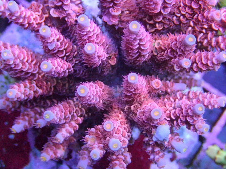 Learn a Few Types of LPS Corals that you Can Keep in the Tank by Frag