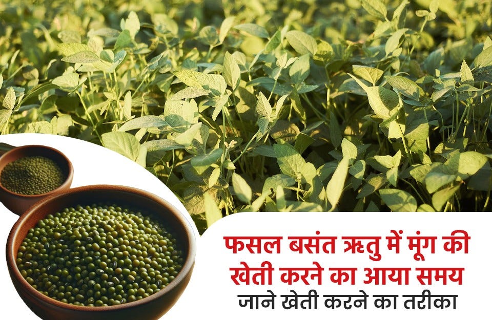 Moong cultivation, More Production
