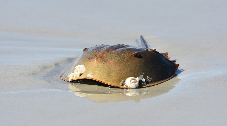 Could Horseshoe Crab Breeding the Next Lucrative Venture? by