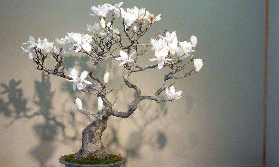 Magnolia Bonsai : A Blossoming Jewel for Bonsai Enthusiasts | by  Agrimattic.com | Medium