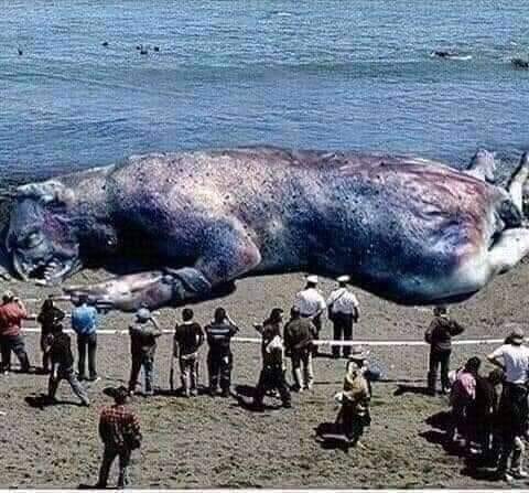 Monster Washed Up On Beach Rare Monster Looking Fish With Sharp Teeth