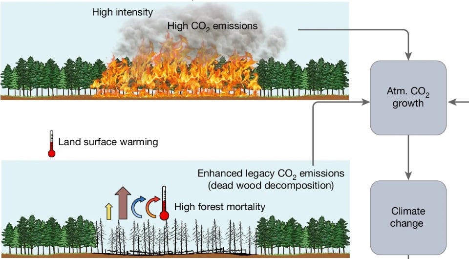 Large fires have led to additional heating of the earth’s surface in the taiga