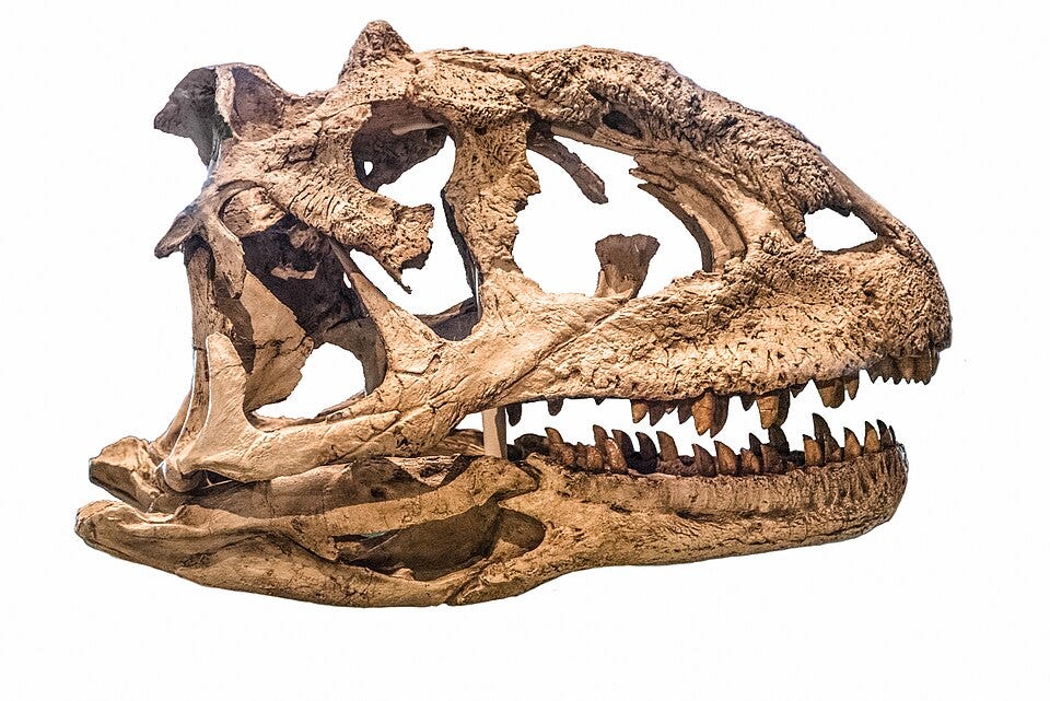 Majungasaurus crenatissimus (FMNH PR 2100) skull on display at the Field Museum of Natural History, Chicago, Illinois, USA (2021)