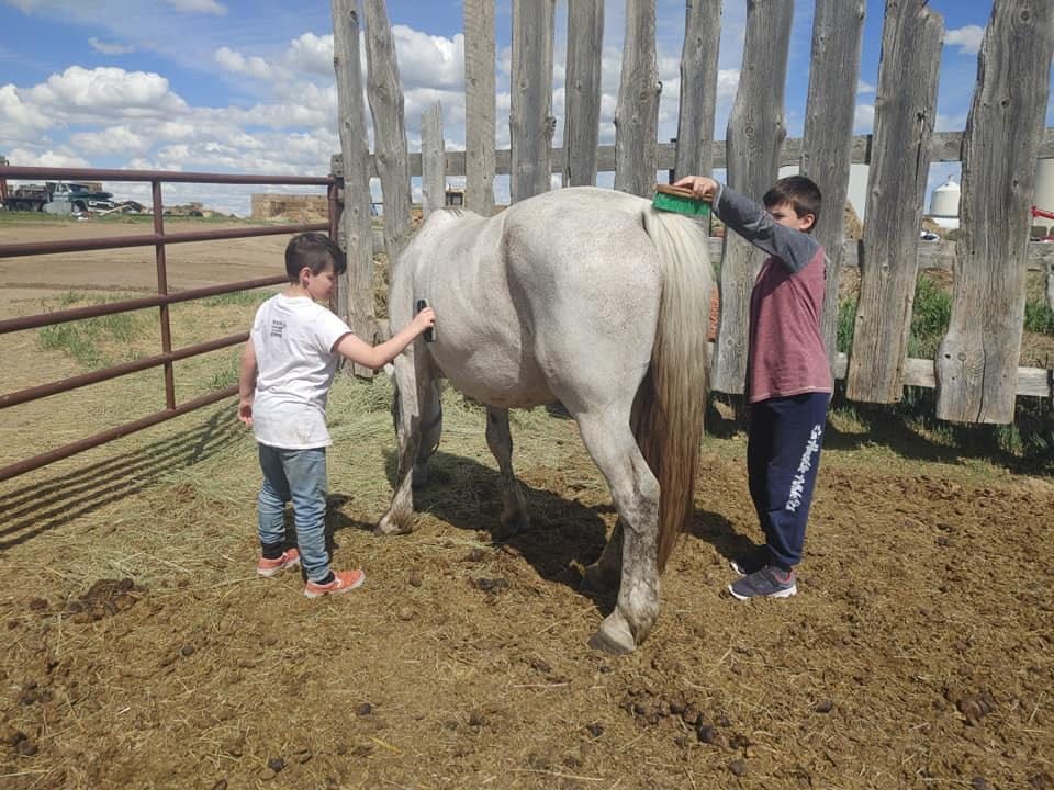 The Ultimate Guide To Finding Baby Horses For Sale Plus Secret Tips - fbkuq8k
