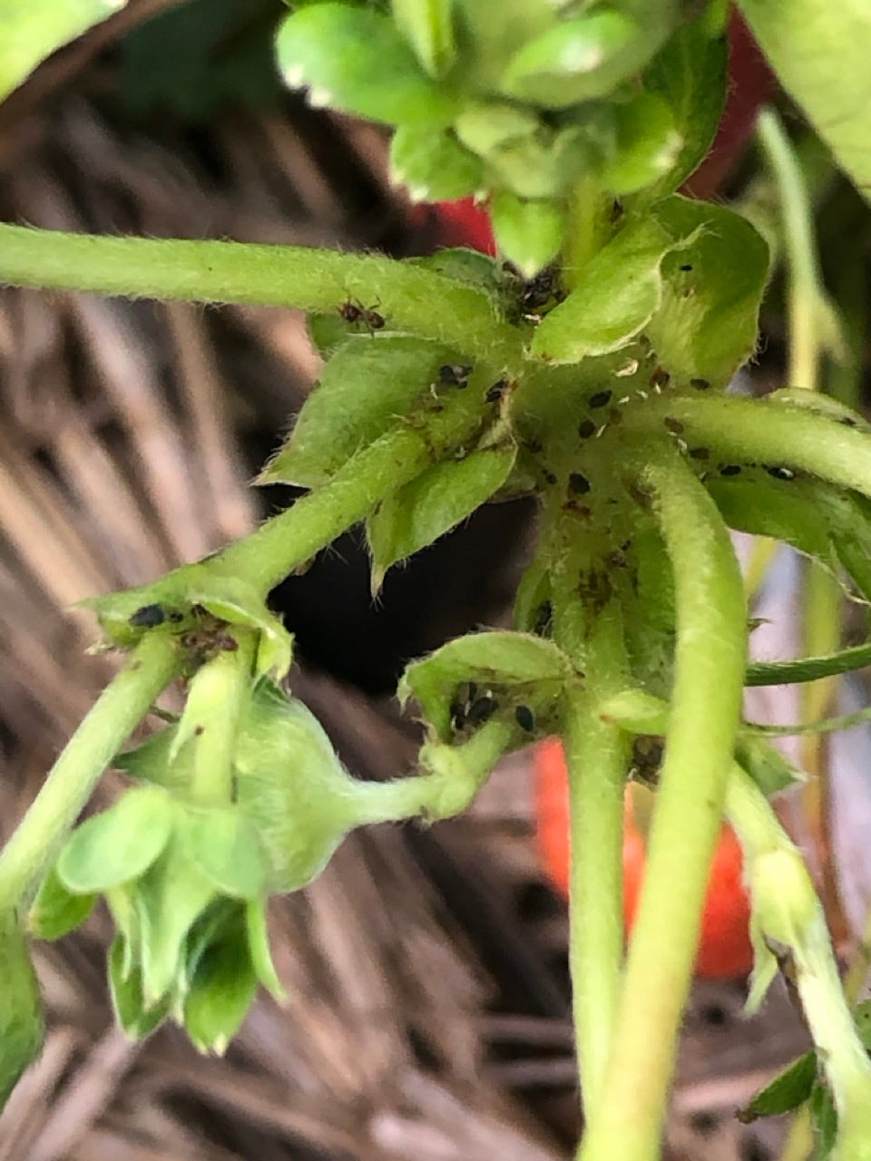 Garden How to handle aphids?. The strawberry in my garden has aphids