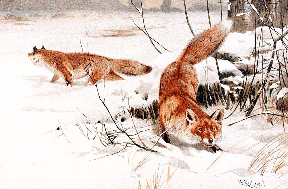 “Common Foxes in the Snow”, by W. Kuhnert. Courtesy of Wikimedia Commons.