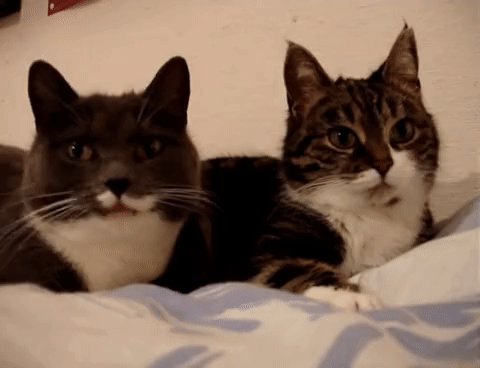 Cat When Three People Talk At Once GIF - Cat WhenThreePeopleTalkAtOnce  Confused - Discover & Share GIFs, gif funny memes