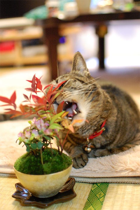Cat Bonsai Masters Reveal Their Secrets | by Desiree Thomson | Medium