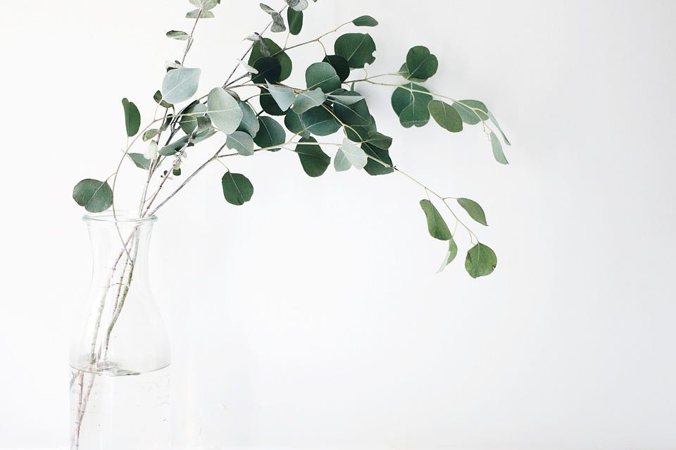 140 Dried Plants to use for Decorations ideas