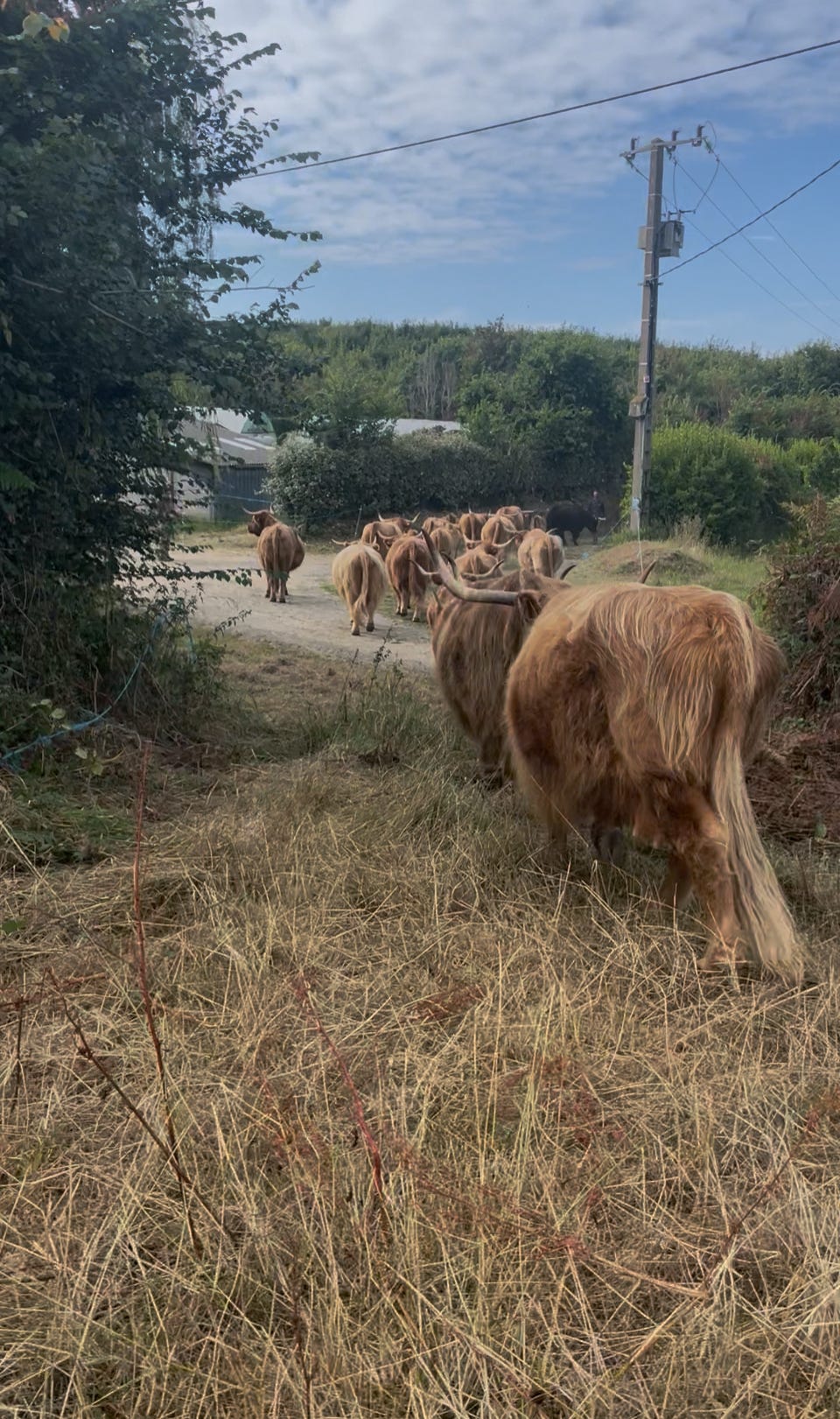 Petite transhumance des vaches d’une prairie à l’autre, en passant par les chemins creux du village. Un moment qui crée du lien aussi avec les habitant·es de Plougrescant, habitué·es de la ferme ou curieux et curieuses (épisode 140)