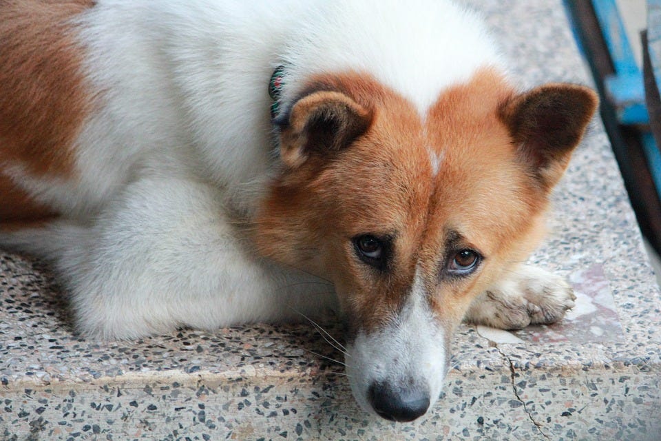 How to Calm a Dog’s Anxiety. Are you troubled to see your dog… by