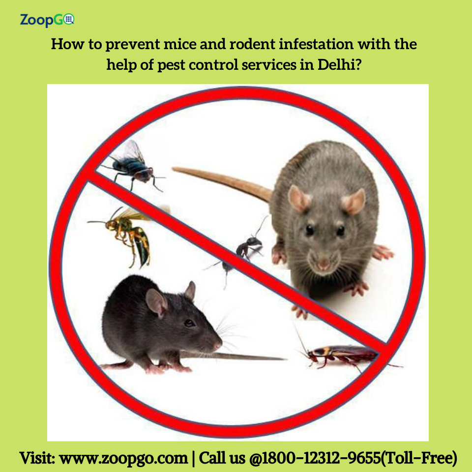 How To Prevent Mice From Climbing On Bed at Lorenzo Rawlings blog